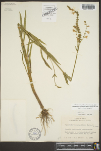 Physostegia intermedia image