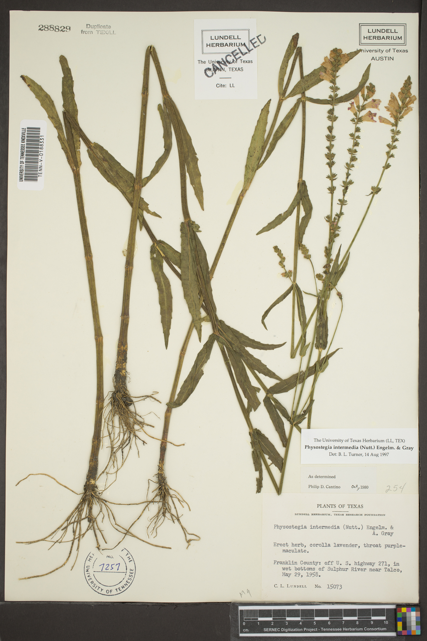 Physostegia intermedia image