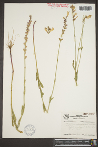 Physostegia intermedia image