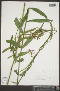 Physostegia praemorsa image