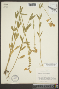 Physostegia pulchella image