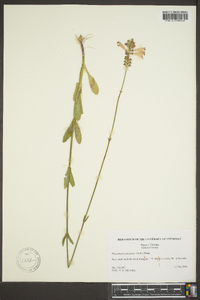 Physostegia purpurea image