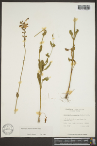 Physostegia purpurea image