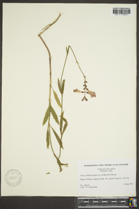 Physostegia purpurea image