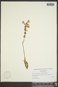 Physostegia purpurea image