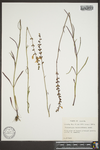 Physostegia veroniciformis image