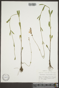 Physostegia veroniciformis image