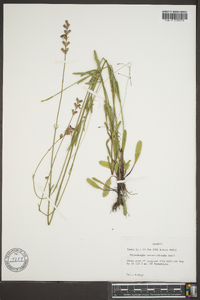 Physostegia veroniciformis image