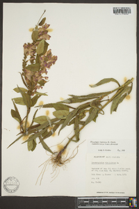 Physostegia virginiana image