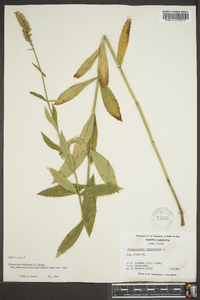 Physostegia virginiana image