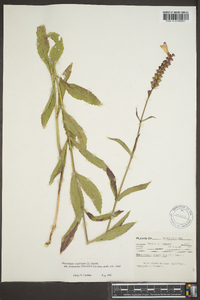 Physostegia virginiana image