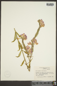 Physostegia virginiana image