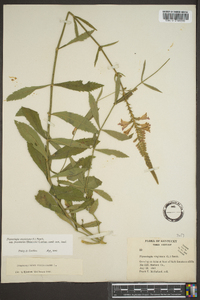 Physostegia virginiana image