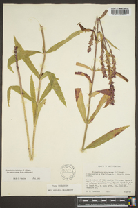 Physostegia virginiana image