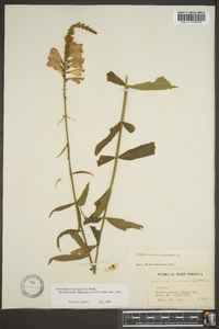 Physostegia virginiana image