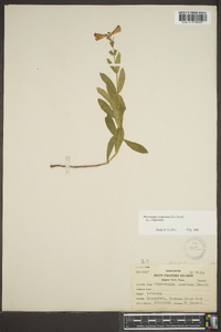 Physostegia virginiana image