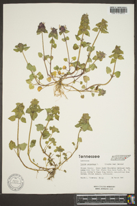 Lamium purpureum image