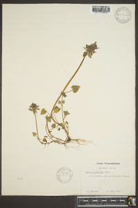 Lamium purpureum image