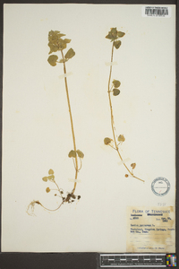 Lamium purpureum image