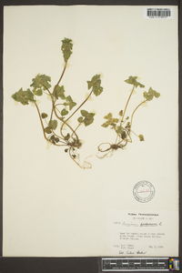 Lamium purpureum image