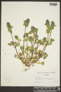 Lamium purpureum image