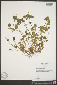 Lamium purpureum image