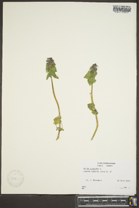 Lamium purpureum image