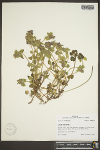 Lamium purpureum image