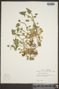 Lamium purpureum image