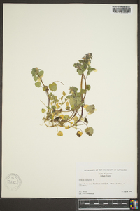 Lamium purpureum image