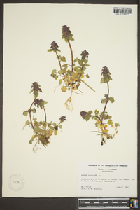 Lamium purpureum image