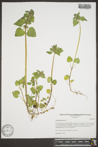 Lamium purpureum image