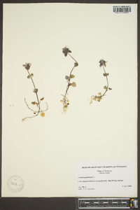 Lamium purpureum image