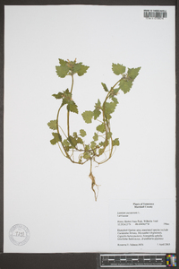 Lamium purpureum image