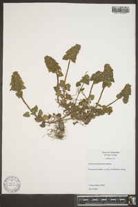 Lamium purpureum image