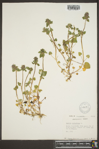 Lamium purpureum image