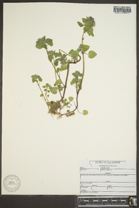 Lamium purpureum image