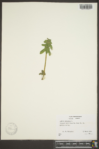 Lamium purpureum image