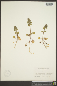 Lamium purpureum image