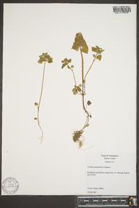 Lamium purpureum image