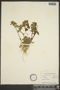 Lamium purpureum image