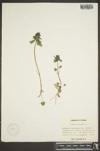 Lamium purpureum image