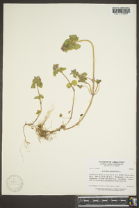 Lamium purpureum image