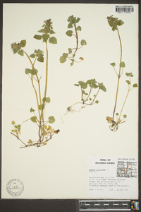Lamium purpureum image