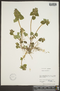 Lamium purpureum image