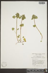 Lamium purpureum image