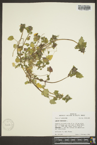 Lamium purpureum image