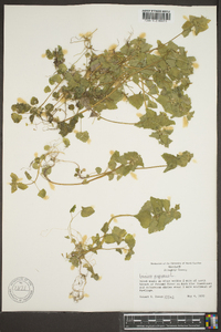 Lamium purpureum image