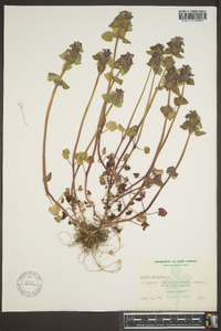 Lamium purpureum image