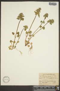 Lamium purpureum image